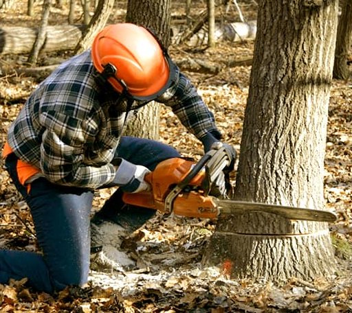 Tree Removal in Power, MT